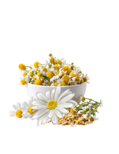 Chamomile essential oils